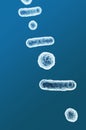 Enterobacteriaceae, gram-negative rod-shaped bacteria