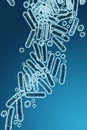 Enterobacteriaceae, gram-negative rod-shaped bacteria