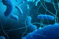 Enterobacterias Gram negativas Proteobacteria, bacteria such as salmonella, escherichia coli, yersinia pestis Royalty Free Stock Photo