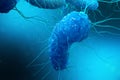 Enterobacterias Gram negativas Proteobacteria, bacteria such as salmonella, escherichia coli, yersinia pestis Royalty Free Stock Photo