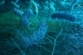 Enterobacterias Gram negativas Proteobacteria, bacteria such as salmonella, escherichia coli, yersinia pestis Royalty Free Stock Photo