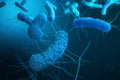 Enterobacterias Gram negativas Proteobacteria, bacteria such as salmonella, escherichia coli, yersinia pestis Royalty Free Stock Photo