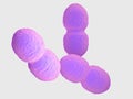 An enterococcus bacteria