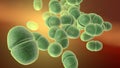 Enterococcus bacteria, medically accurate 3D illustration