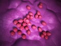 The enterococcus - close up Royalty Free Stock Photo