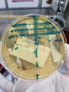 Enterococcus faecalis. urine culture on chromogenic agar Royalty Free Stock Photo