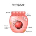 Enterocytes. intestinal absorptive cells Royalty Free Stock Photo