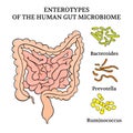 ENTEROTYPES OF THE HUMAN GUT MICROBIOME Medicine Illustration Royalty Free Stock Photo