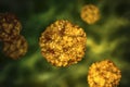Enteroviruses, a group of RNA-viruses including Echoviruses, Coxsackieviruses, Rhinoviruses and other