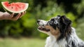 The Entertaining Conundrum: A Playful Australian Shepherd Begs for a Watermelon Treat