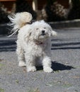 An enthousiastic bichon frise dog Royalty Free Stock Photo