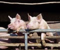 Enthousiastic pigs Royalty Free Stock Photo