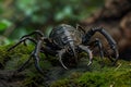 Enthralling Arthropod antient image. Generate Ai