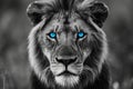 Enthralling Black And White Portrait Of Lion With Hypnotic Blue Eyes