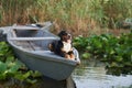 An enthralling Entlebucher Mountain Dog enjoys a serene moment aboard a boat