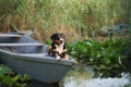 An enthralling Entlebucher Mountain Dog enjoys a serene moment aboard a boat