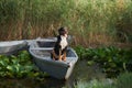 An enthralling Entlebucher Mountain Dog enjoys a serene moment aboard a boat