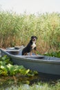 An enthralling Entlebucher Mountain Dog enjoys a serene moment aboard a boat