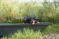 An enthralling Entlebucher Mountain Dog enjoys a serene moment aboard a boat