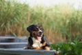 An enthralling Entlebucher Mountain Dog enjoys a serene moment aboard a boat