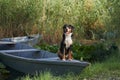 An enthralling Entlebucher Mountain Dog enjoys a serene moment aboard a boat