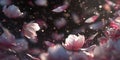 Enthralling Pink Petals A Stunning Visual of Falling Blossoms Royalty Free Stock Photo