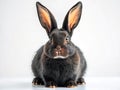 Enthralling Portrait of a Black Rabbit Against a Pristine White Background A Stunning AIGenerated Studio Shot Royalty Free Stock Photo