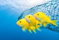 Enthralling underwater moment as a fishing net traps groups of fish. Royalty Free Stock Photo