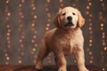 Enthusiastic golden retriever puppy looking up and playing Royalty Free Stock Photo