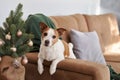 An enthusiastic Jack Russell Terrier dog interacts with a small Christmas tree