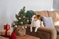 An enthusiastic Jack Russell Terrier dog interacts with a small Christmas tree