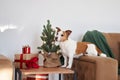 An enthusiastic Jack Russell Terrier dog interacts with a small Christmas tree