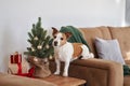 An enthusiastic Jack Russell Terrier dog interacts with a small Christmas tree