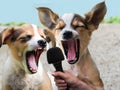 Enthusiastically loud singing dogs with closed eyes