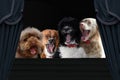 Four enthusiastically loud singing dogs Royalty Free Stock Photo