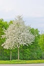 entire apple tree full with white apple blossoms in a grass and dandelions field Royalty Free Stock Photo