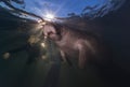 Snorkelers and Manatee Royalty Free Stock Photo