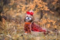 Shih tzu dog for walk in the autumn forest. Shih Tzu with a basket of rowan Royalty Free Stock Photo