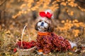 Shih tzu dog for walk in the autumn forest. Shih Tzu with a basket of rowan Royalty Free Stock Photo