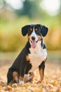 Entlebucher sennenhund outdoors on leaves in autumn. Loyal pet friend