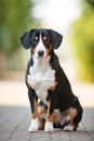 Entlebucher sennenhund outdoors. Loyal pet friend