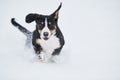 Entlebucher sennenhund puppy in winter. Happy run