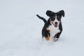 Entlebucher sennenhund puppy in winter. Happy run