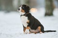 Entlebucher sennenhund puppy in winter. Loyal pet friend