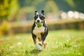 Entlebucher sennenhund running on autumn leaves. Loyal pet friend