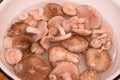 Entoloma of garden mushrooms in a bowl in water