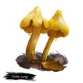Entoloma murrayi, unicorn Entoloma or pinkgill mushroom closeup digital art illustration. Boletus has yellow bell shaped cap and