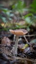 Entoloma sinuatum - Pinkgill Fungi Royalty Free Stock Photo