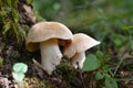 Entoloma sinuatum mushroom