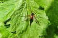 Entomology. Tanyptera atrata or crane fly mourning. A large insect sits on a leaf